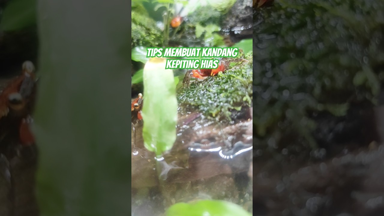 Langkah-langkah membuat kandang kepiting hias.. #kepiting #paludarium