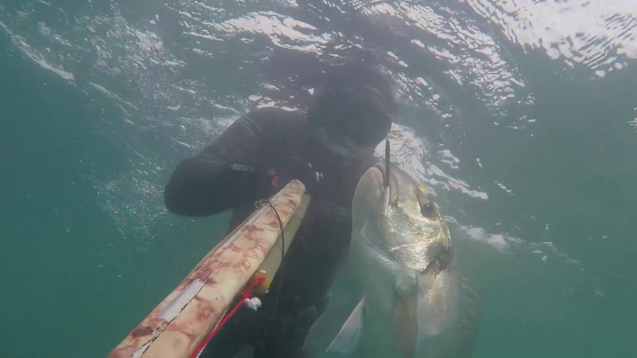 chasse sous marine royale XXXL