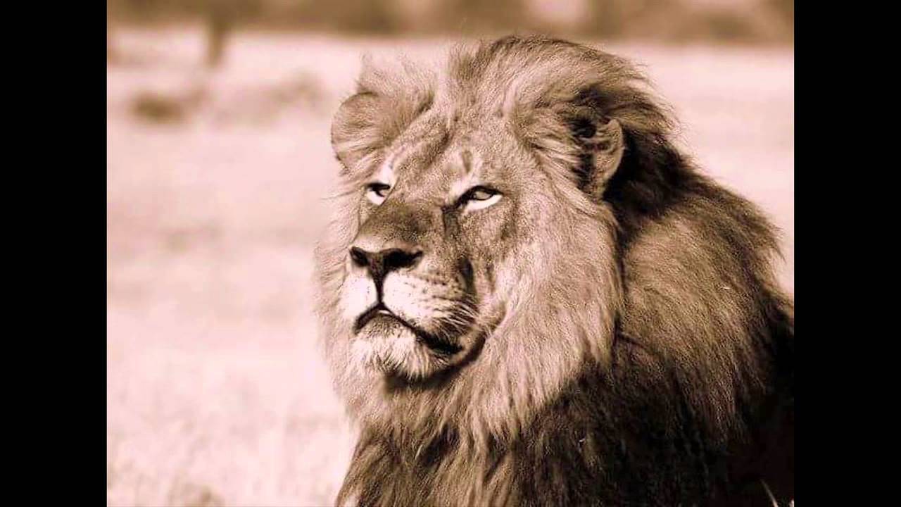 Hollywood Handbook - Cecil the Lion