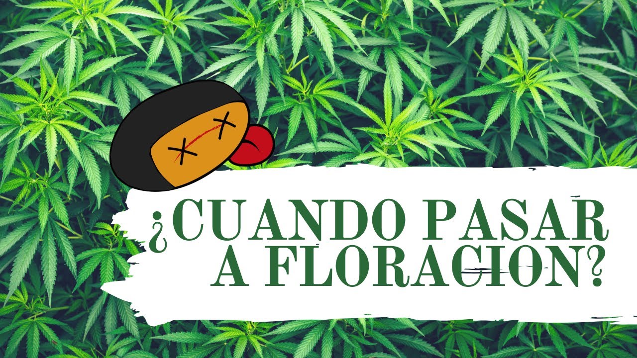 &iquest;CUANDO PASAR A FLORACI&Oacute;N?