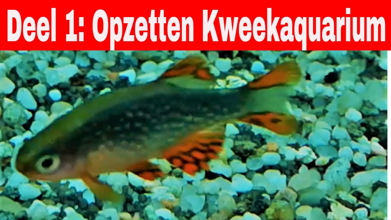 Rasboras Galaxy/Danio Margaritatus kweken DEEL 1 Het Opzetten van een kweekbak