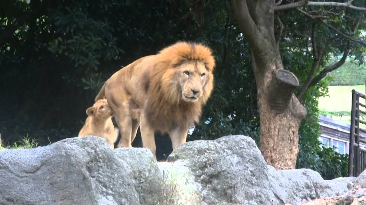 祖父ライオンが大好きな孫ライオン　とべ動物園のライオンの家族展示イベント