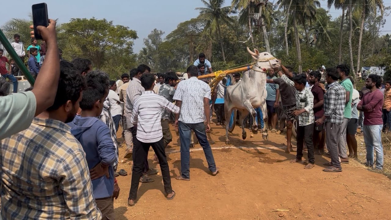 సామర్లకోట రాష్ట్రస్థాయి ఎడ్ల పందెం జూనియర్స్ 🐂🏆🐂5.5.00@ హైదరాబాద్ కె జస్మీత్ బుల్స్@BULLRACEvijayAP 