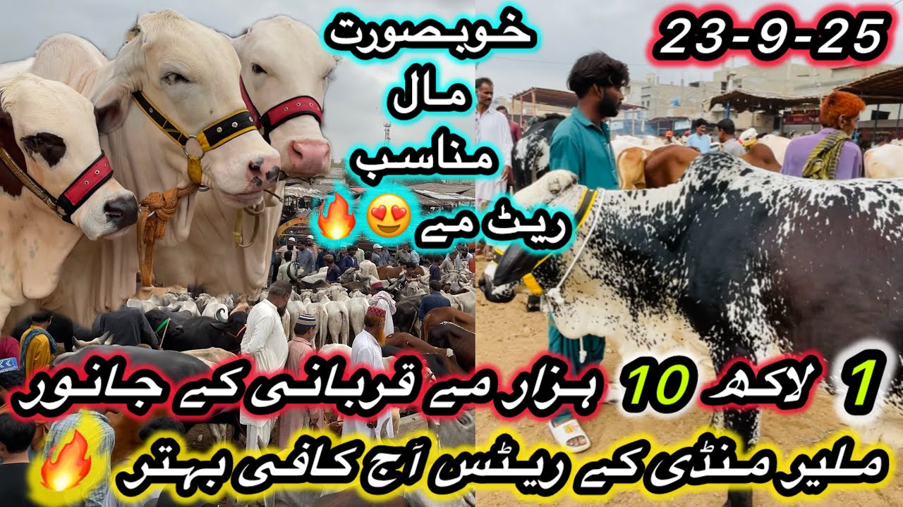Malir Mandi Latest Rates Today| 23 Sep 2025 •Cow Mandi 2025 | #cow #malirmandirates