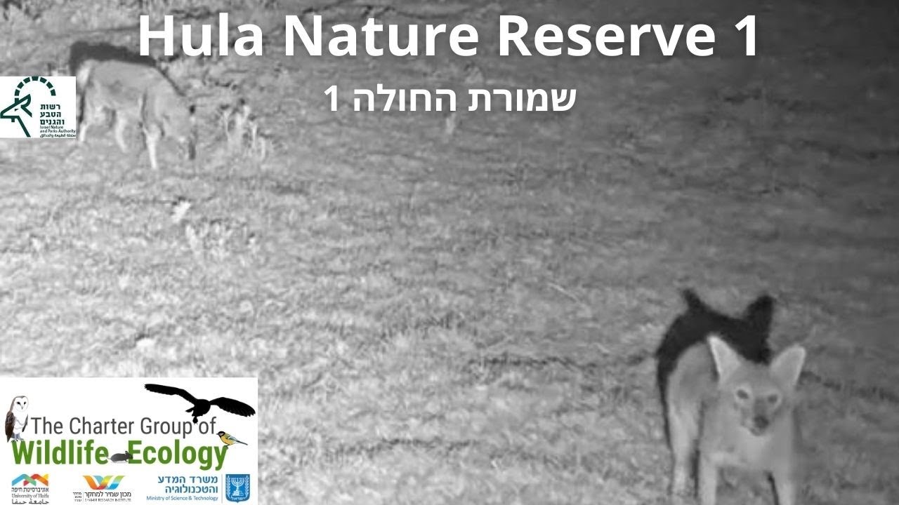 Cam1 Hula Nature Reserve|Israel Nature & Parks Authority|The Charter Group of Wildlife Ecology