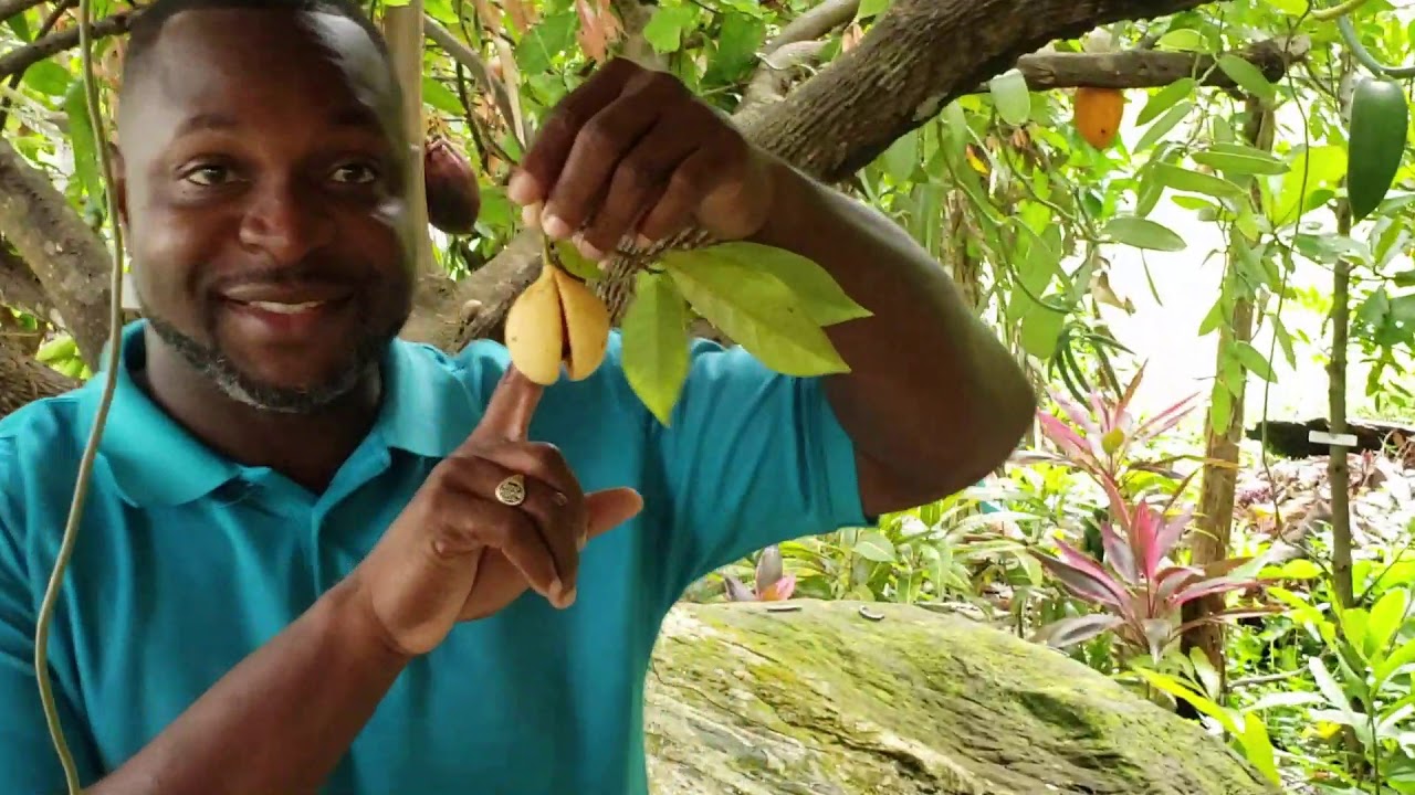 Virtual Tour of Spices and Fruits in Pure Grenada