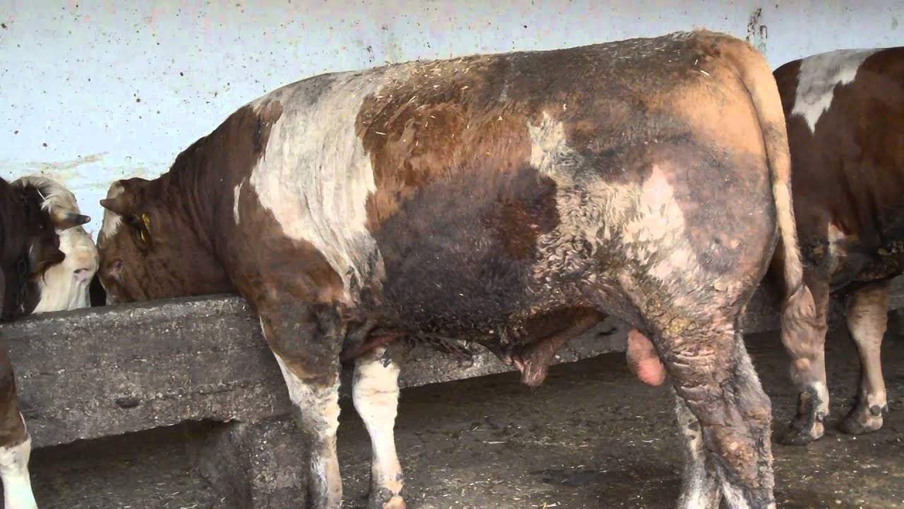 EVRAN BESİ ÇİFTLİĞİ ve KURBANLIK SATIŞ MERKEZİ 2015