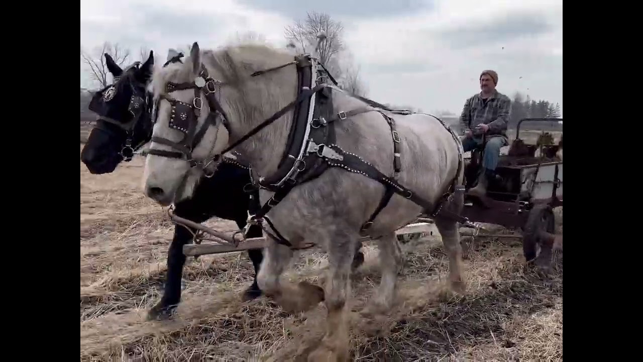 Looking forward to spring field work with the horses!