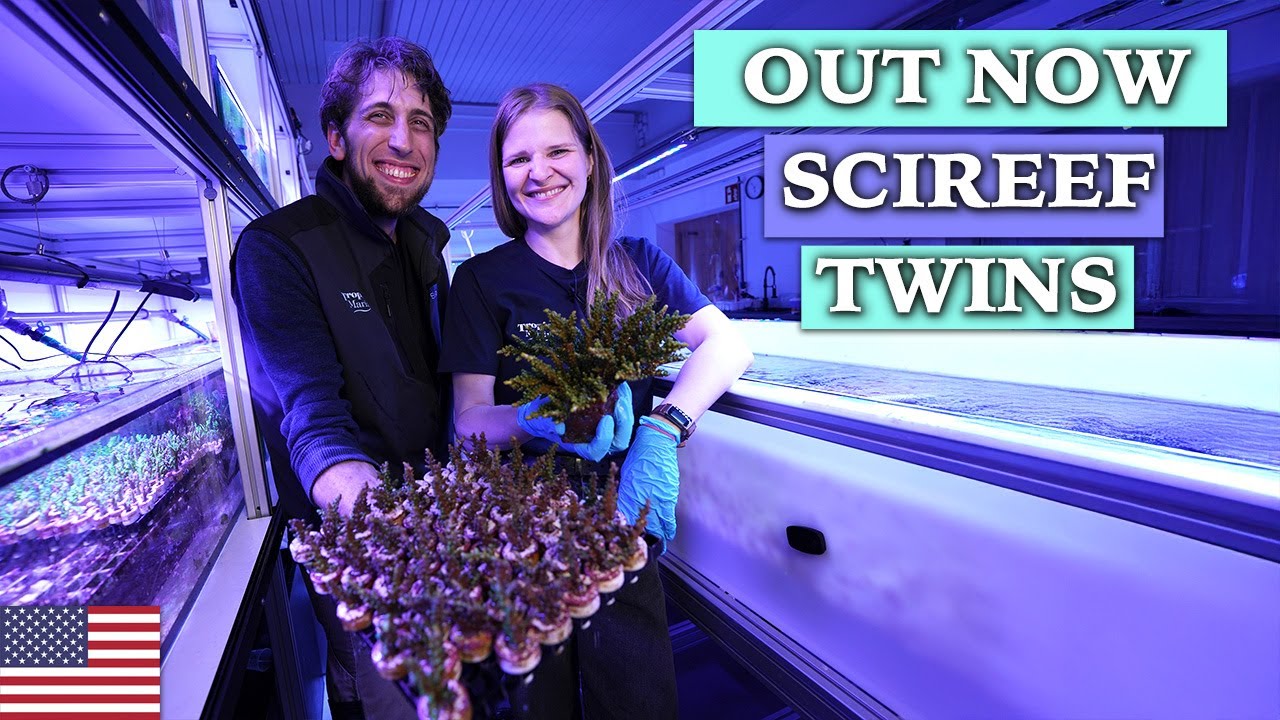 SciReef`s next Generation: What is a twin coral?