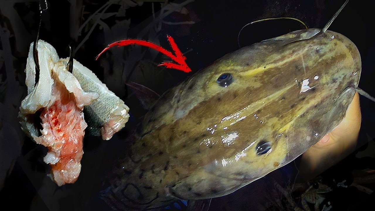 ON PÊCHE DE NUIT EN AMAZONIE ! LES POISSONS NE DORMENT PAS...