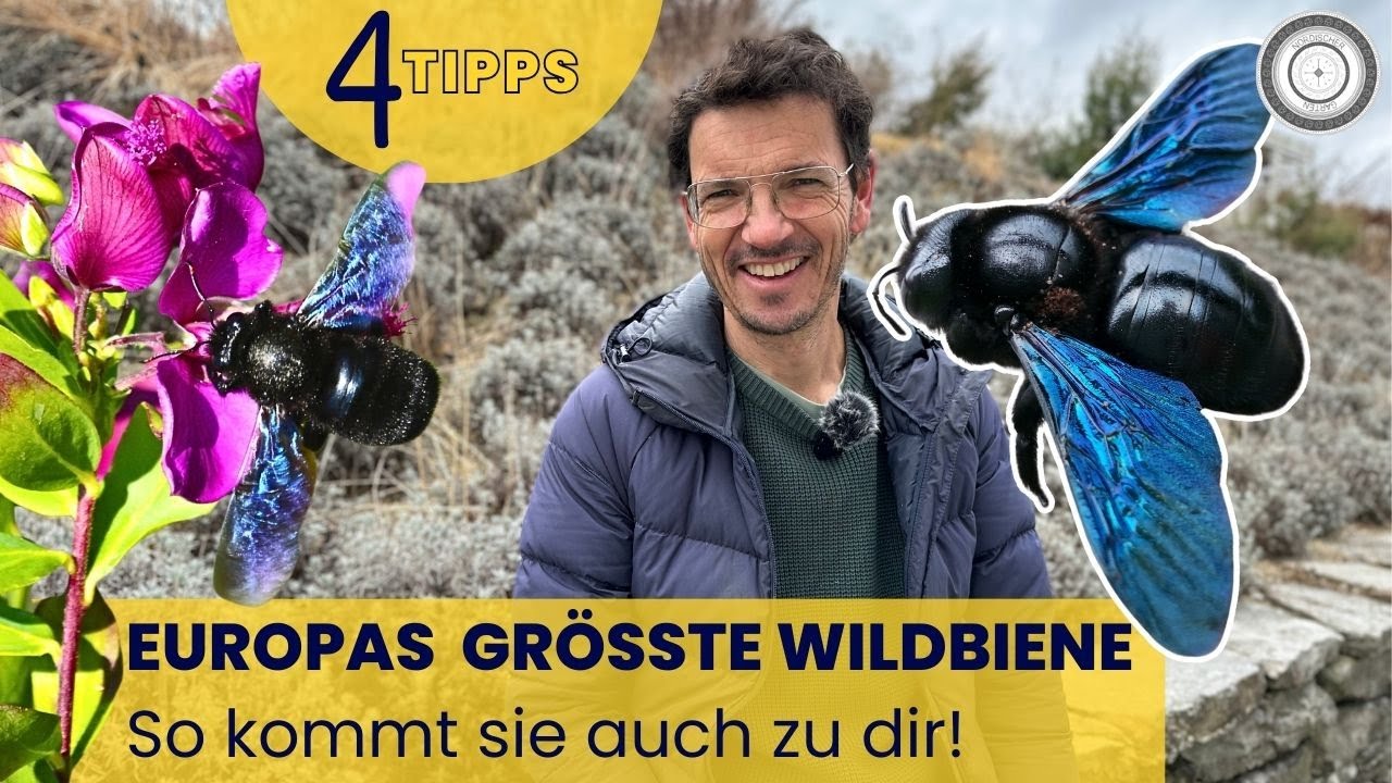 BLAUSCHWARZE HOLZBIENE - 🐝 Meine Top Tipps!