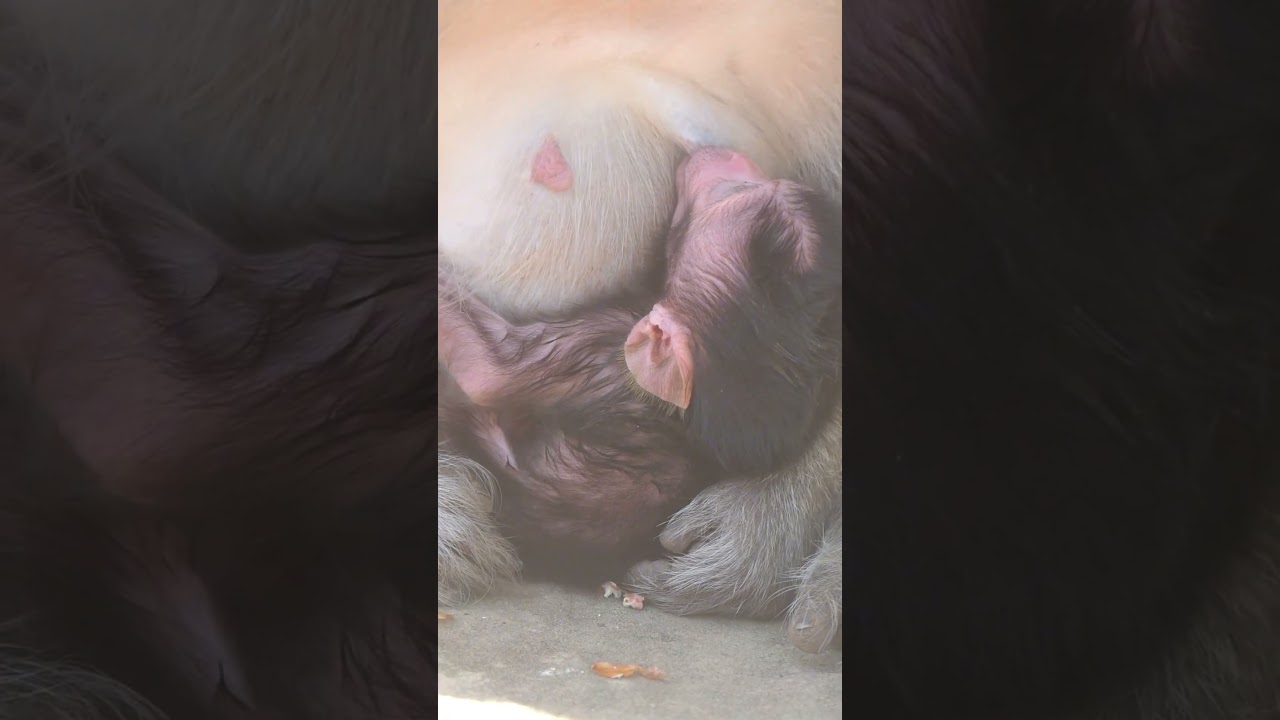 Wildlife monkeys in Amber troop 💕🐒😍💕💕😍🐒💕  