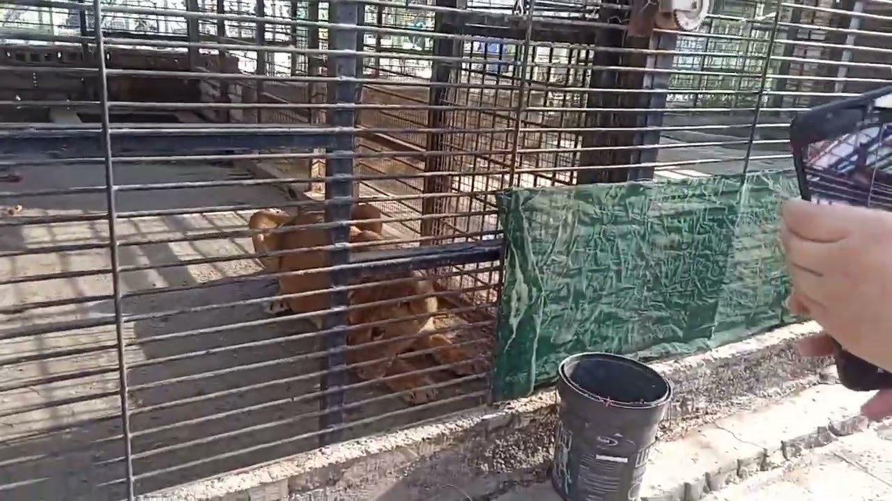 شاهد الاسود وضخامه الاسود في مشتل ومتنزه العتبه الحسينيه المقدسه في كربلاء (1)