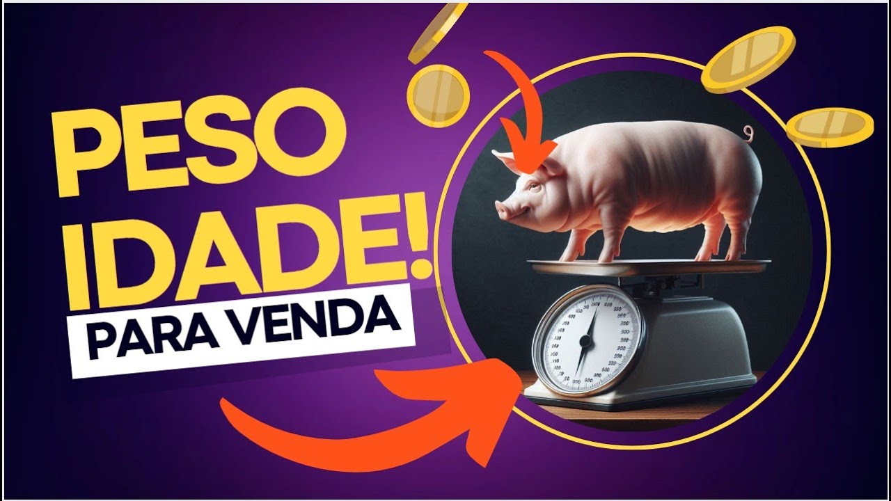 SUINOCULTURA: PESO IDADE DE VENDA