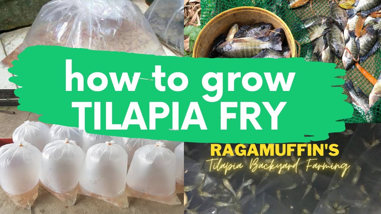 HOW TO GROW TILAPIA FRY