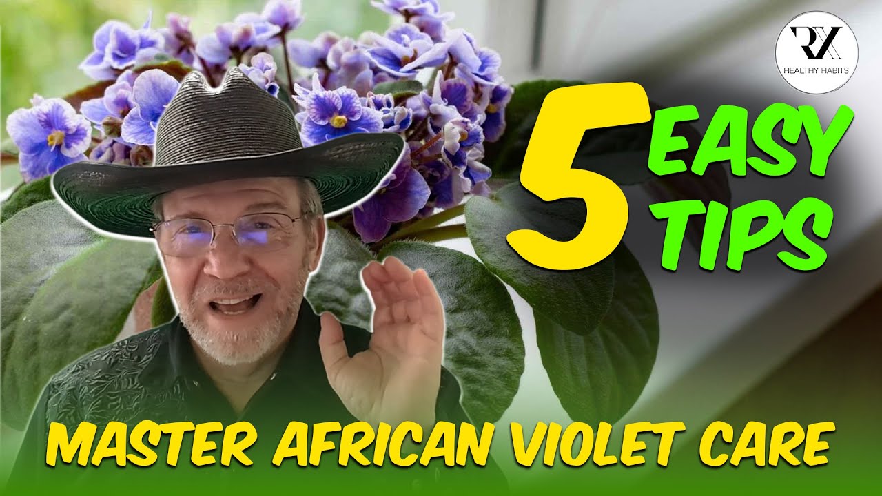 African Violets CARE Mistakes You're Making and How to Fix Them