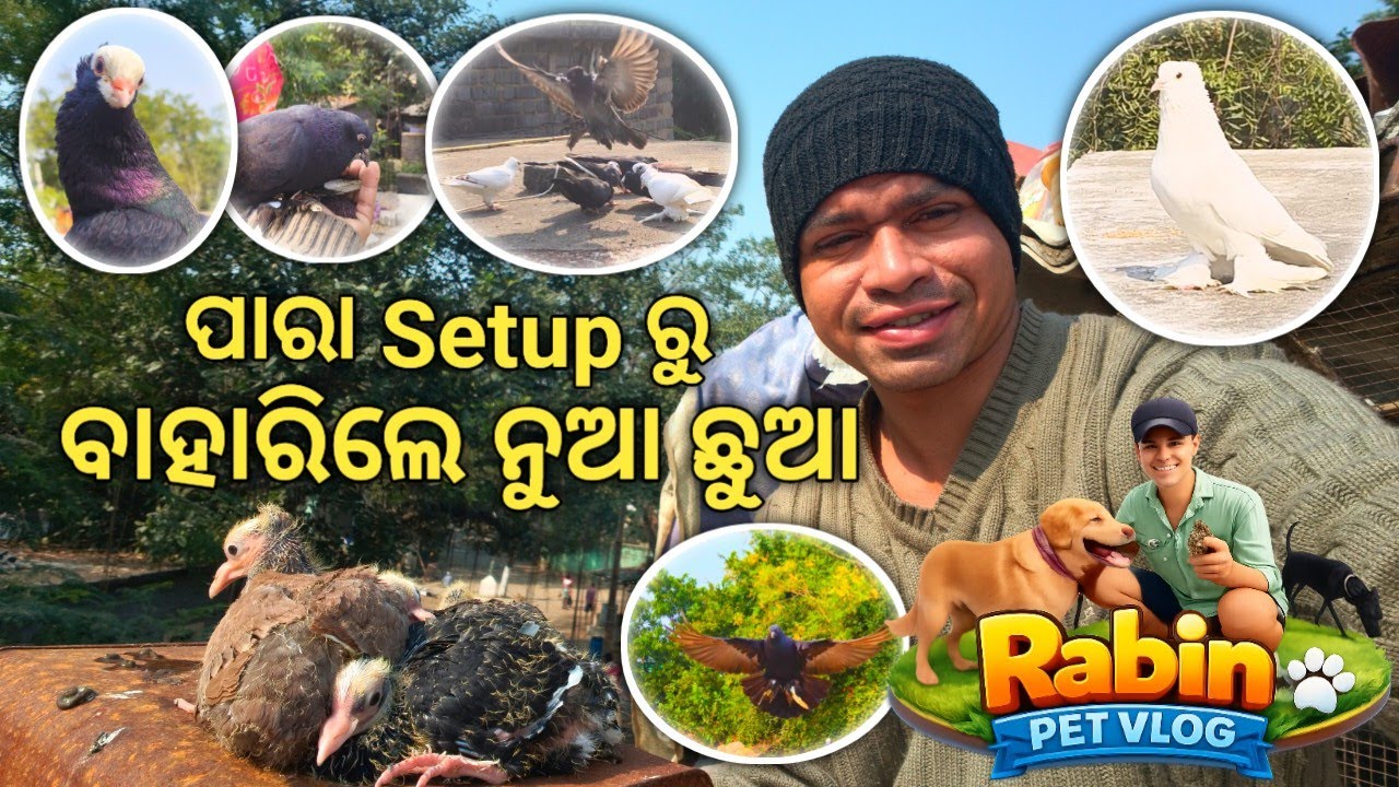 Pigeon House 🏠 ରୁ ବାହାରିଲା ନୁଆ ଛୁଆ//pigeons Farming Odisha//Sambalpuripetvlog//Rabinpetvlog 