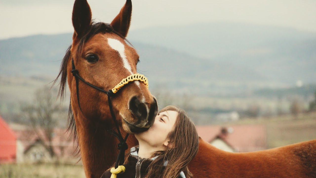 Princess don't cry | Equestrian Music Video