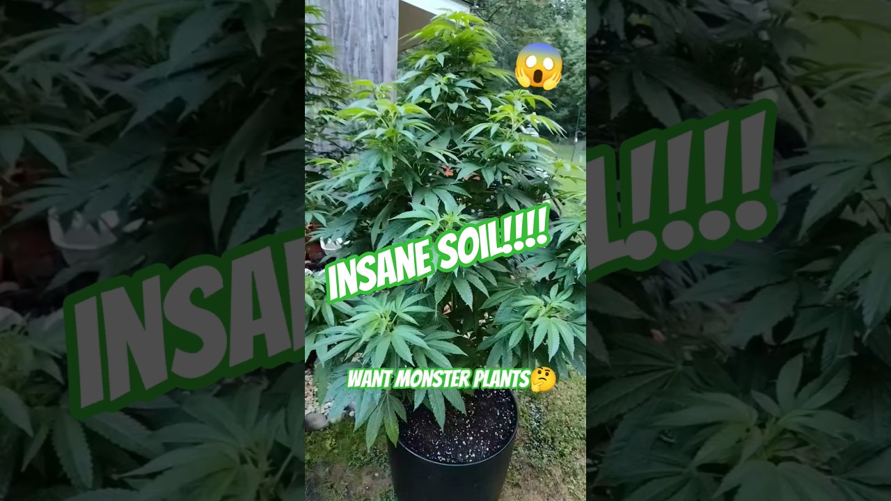 What's The Best Soil For Monster Plants😱 Fox Farms Coco? #cbd #thca