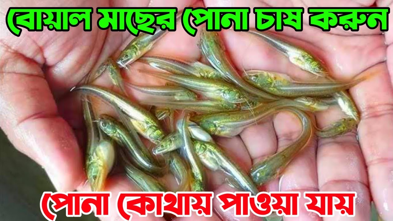 খাবার ছাড়া বোয়াল মাছ চাষ। বোয়াল মাছের পোনা কোথায় পাওয়া যায়। লাভজনক ব্যবসা বোয়াল মাছ চাষ