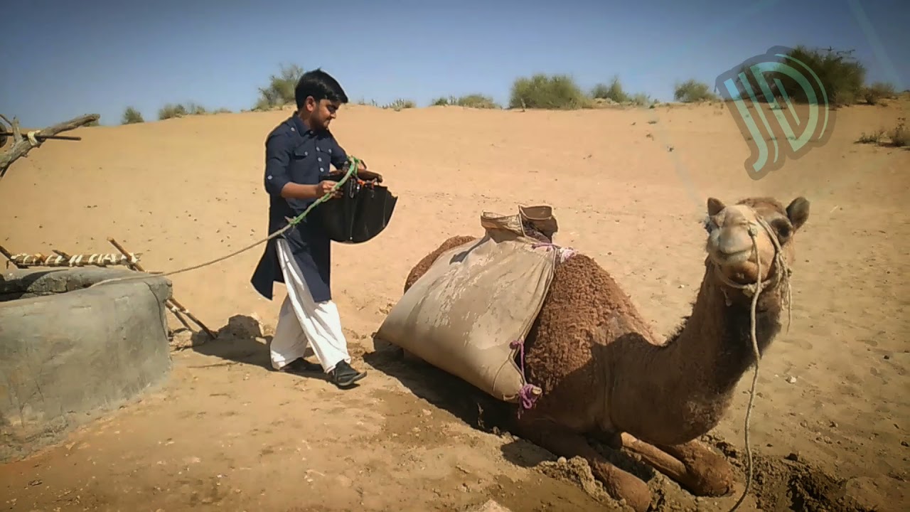 Thar vibes