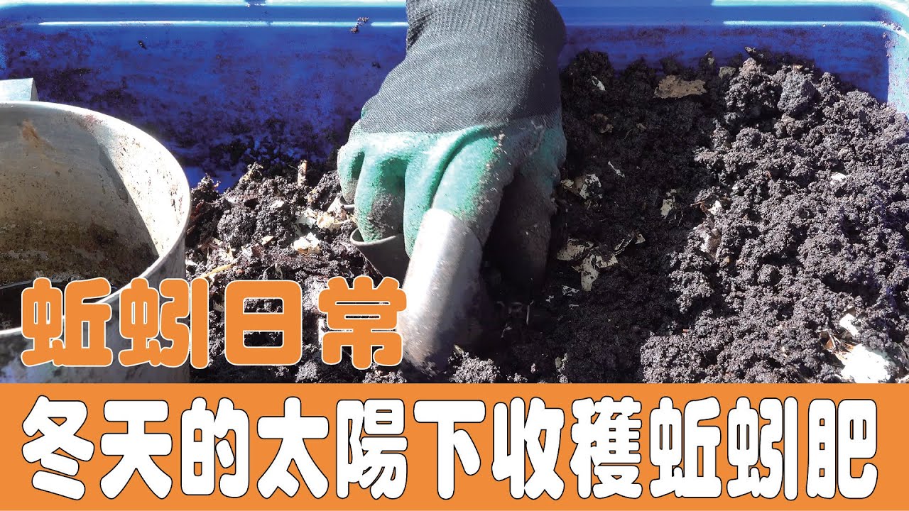 （蚯蚓養殖）太陽下收獲蚯蚓肥@蚯蚓日常|sony ax700|