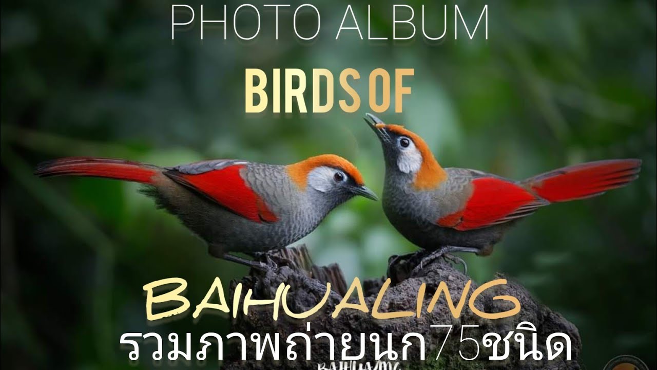 ภาพถ่ายนก75ชนิดจาก BAIHUALING,YUNAN,CHINA