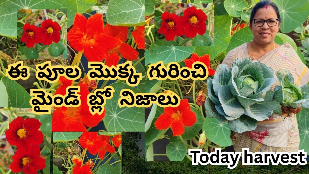 ఈ పూల మొక్కల గురించి అద్భుత నిజాలు మైండ్ బ్లో 😲# క్యాబేజీ హార్వెస్ట్ #@Aadilakshmi terres garden 