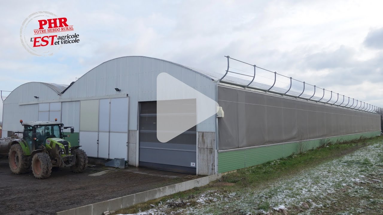 Un bâtiment tunnel pour ses Simmental