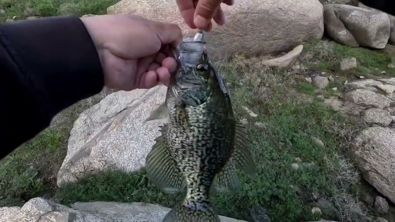 CRAPPIES FISHING FROM THE BANK/ TRIMMER RECREATION, PINE FLAT LAKE
