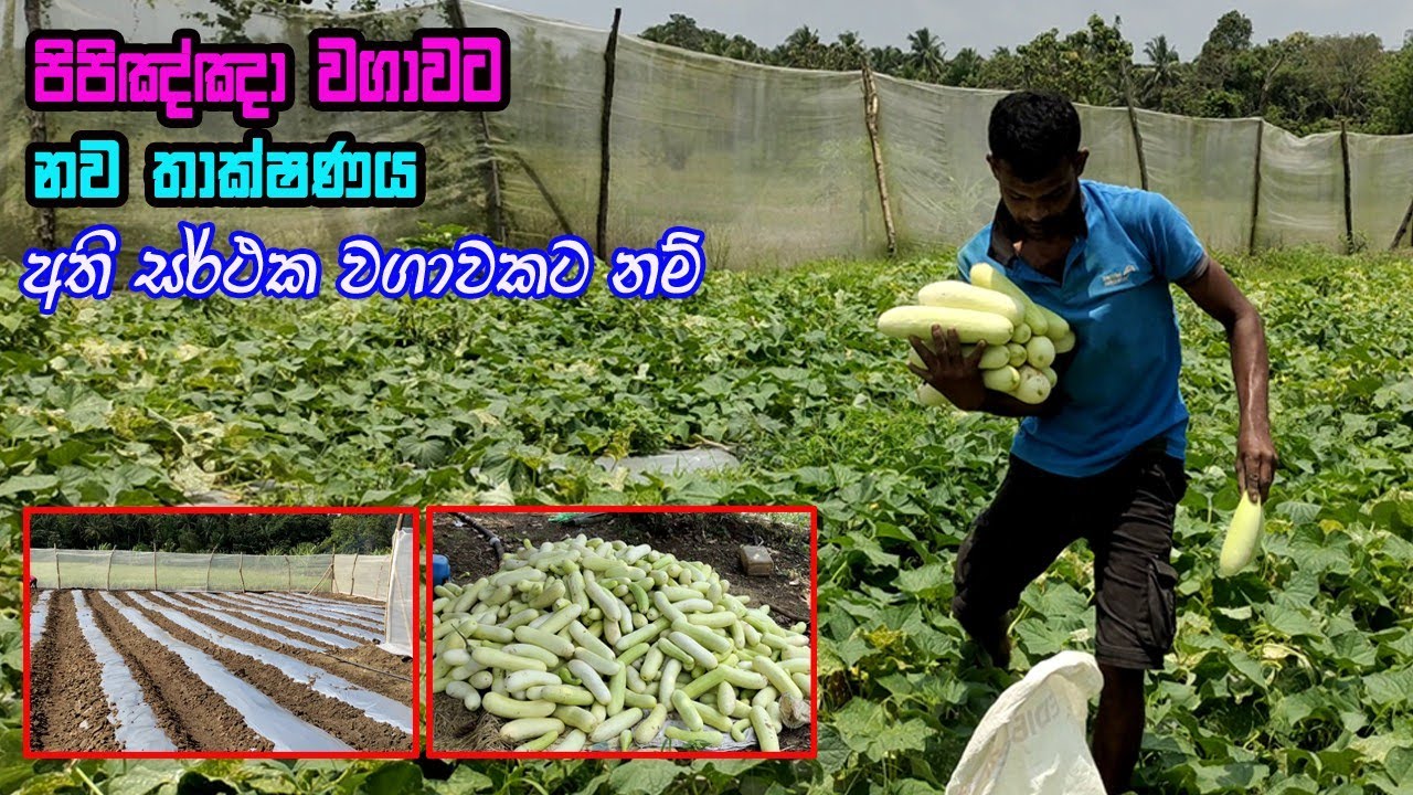 සුහුරු තාක්ෂණික පිපිඤ්ඤා වගාව මුල සිට l Cucumber cultivation l pipinna wagawa