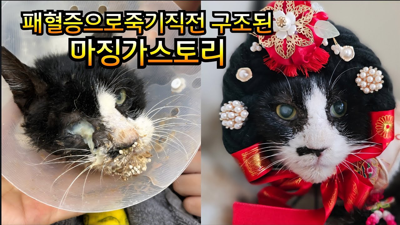 구조되자마자 시한부... 마징가 스토리