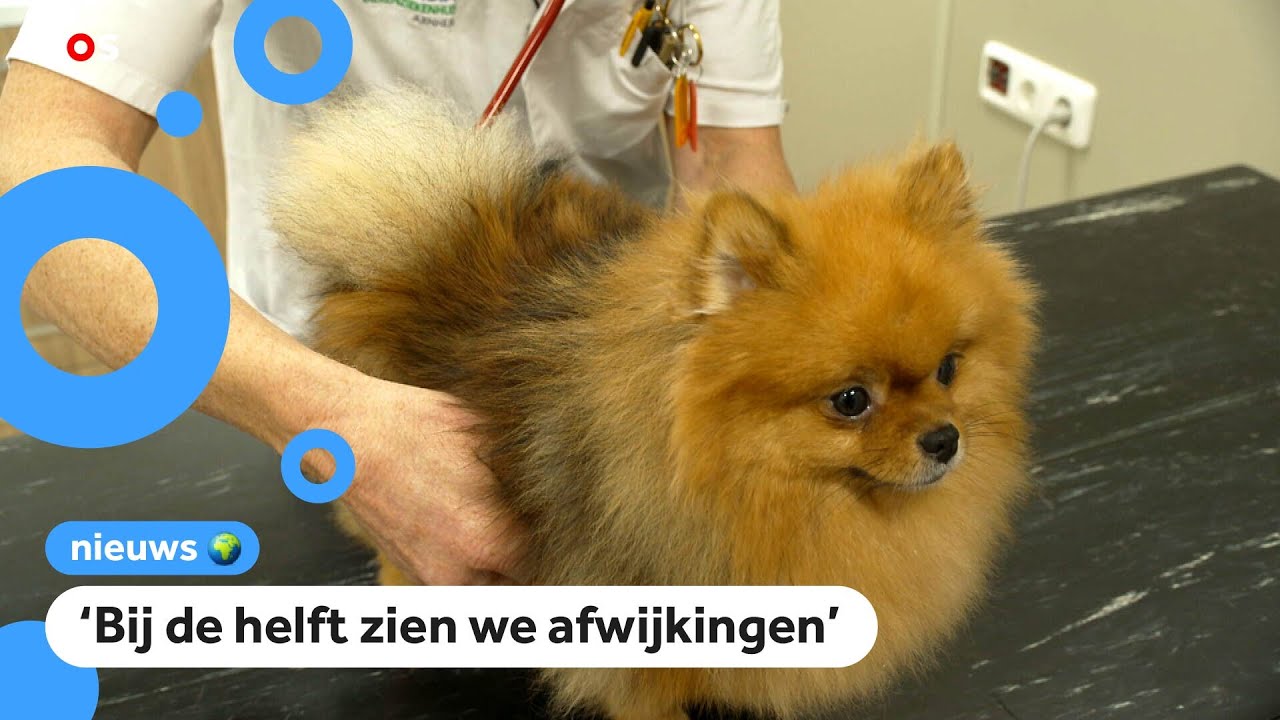 Dierenartsen: 'Koop geen mini-hondje!'