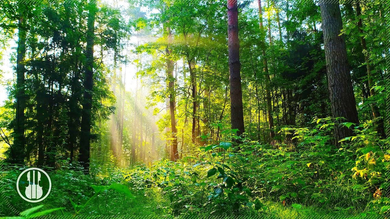Morning Foggy Forest after Rain | Sounds of Nature for Sleep. Relaxing Rain Drops & Birds Sounds