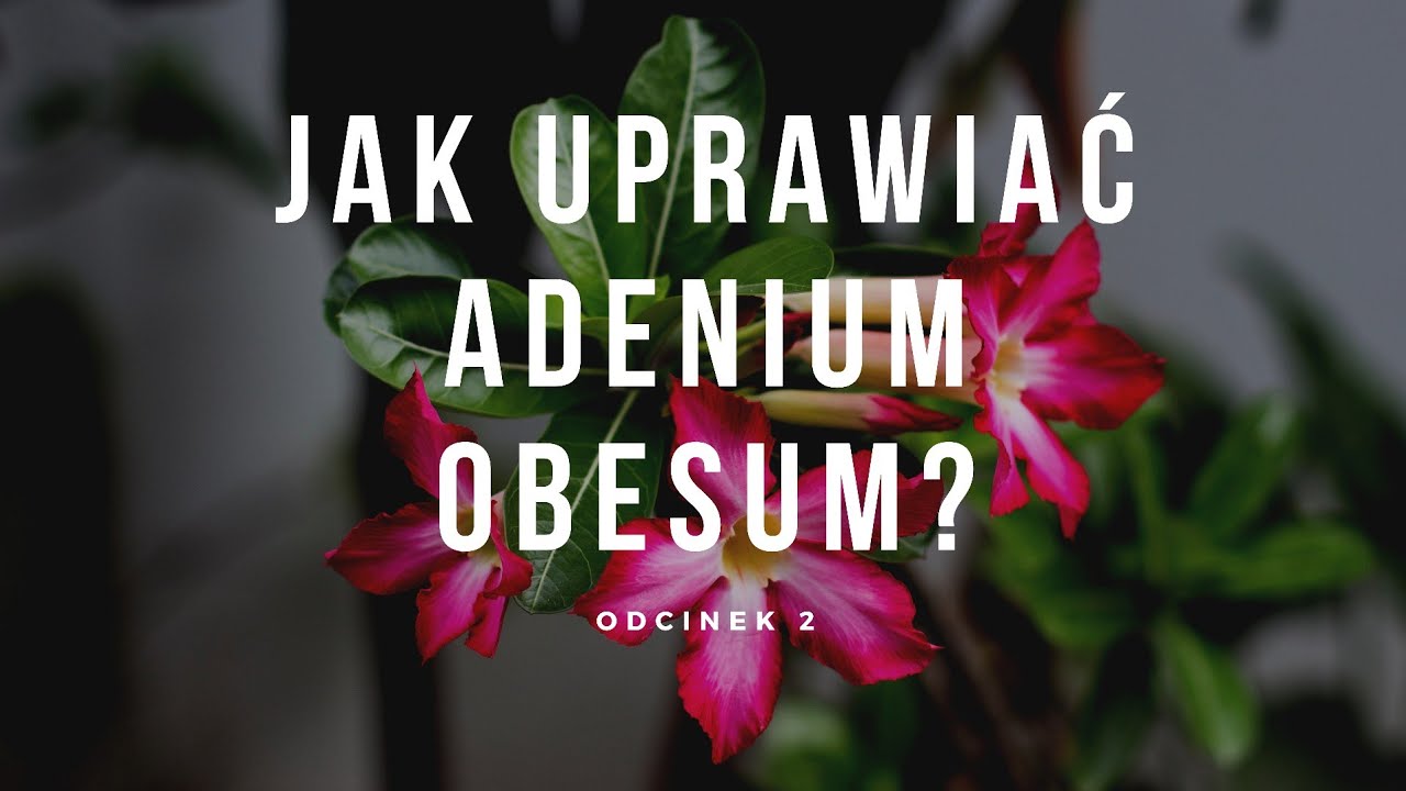 JAK UPRAWIAĆ ADENIUM OBESUM? #2