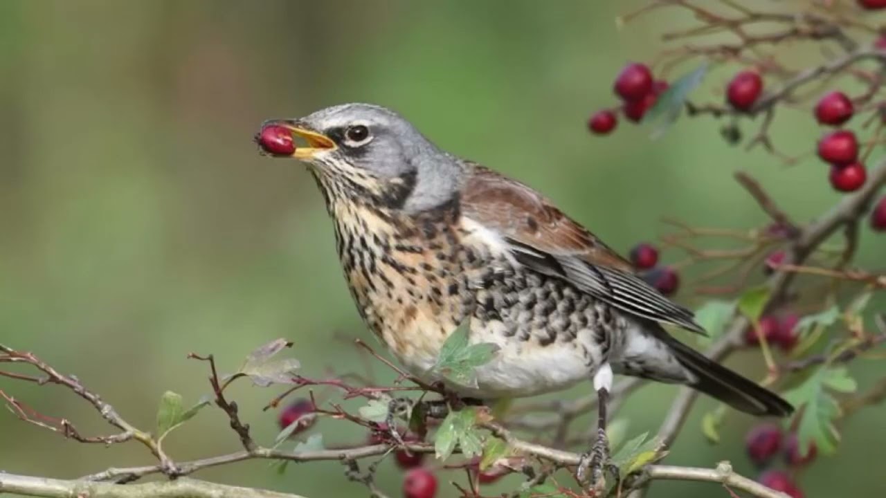 Fieldfare call