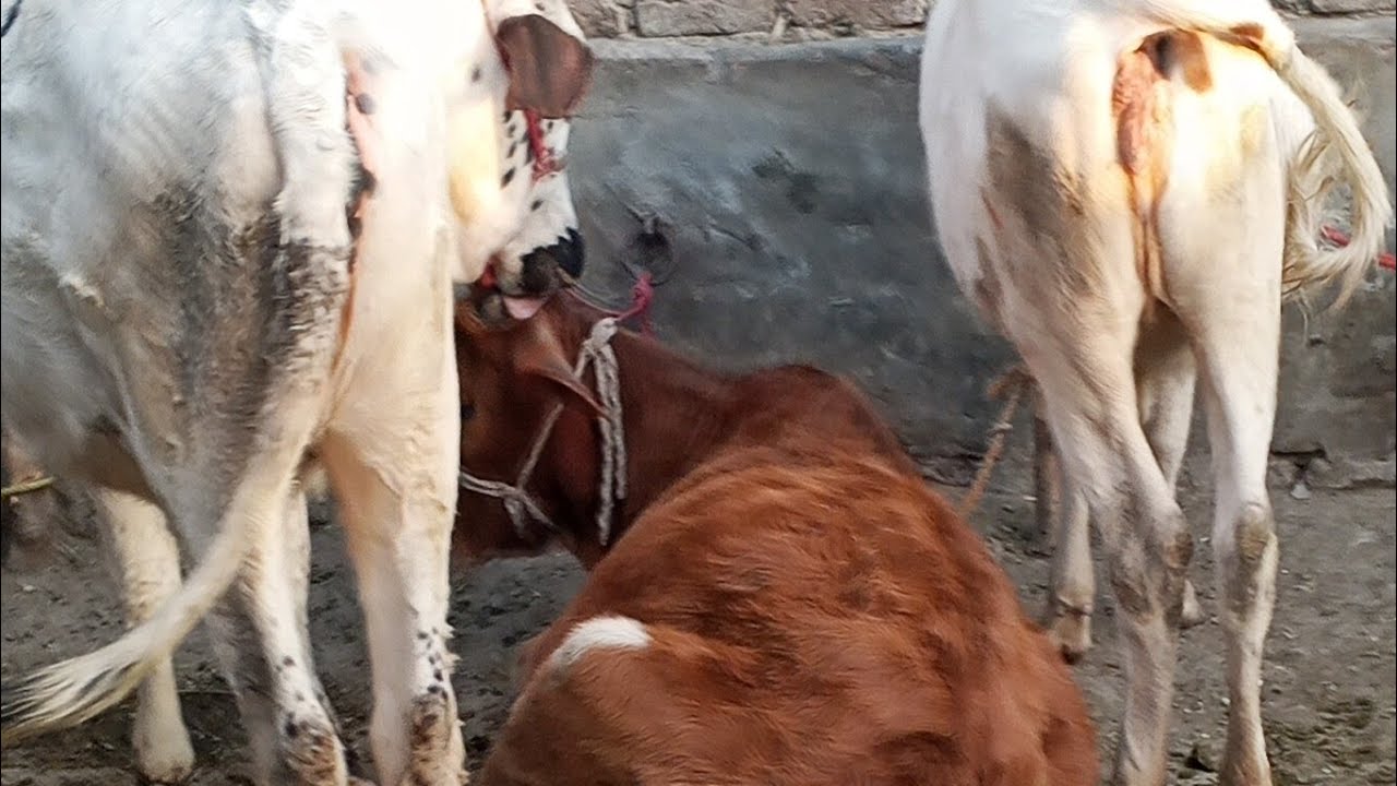 MEHAW goats🐐 farm  is live! #live