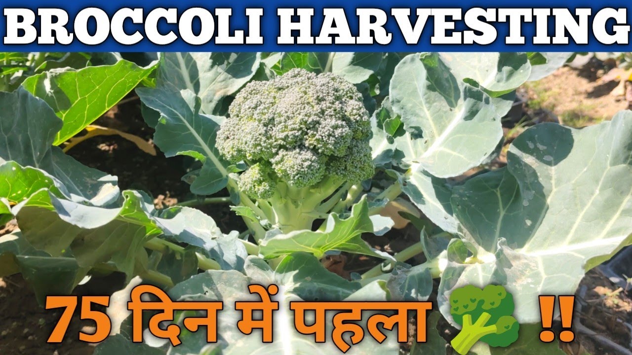 ब्रोकोली कटाई शुरू|Broccoli Harvesting|Broccoli Care while Head Formation #brocolliharvest#ब्रोकोली 
