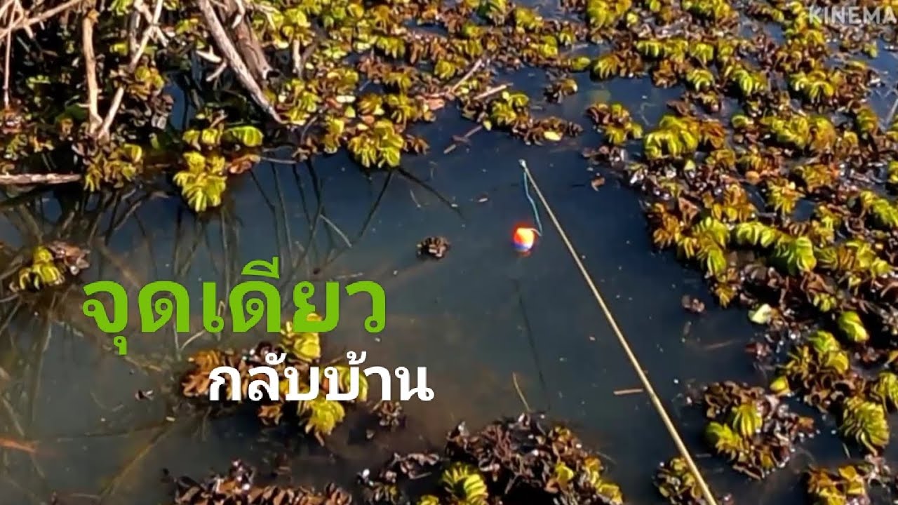 ตกปลา หนองใหญ่หนองตำเฮียงช่วงลมหนาว