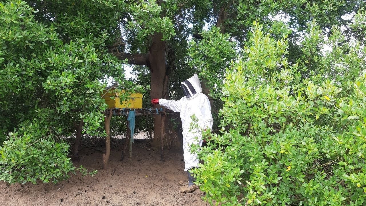 How bees can save the mangroves in Kenya