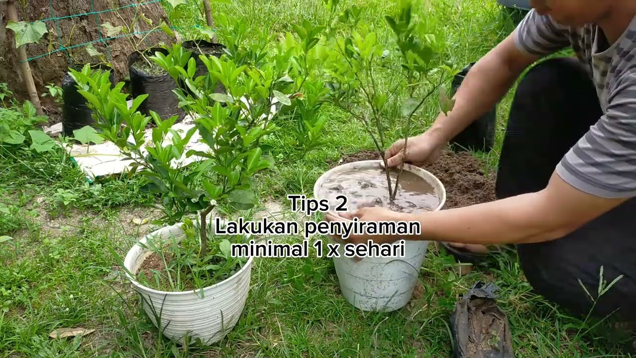 Hanya 3 tips ini akan membuat jeruk kasturi di dalam pot berbuah lebat