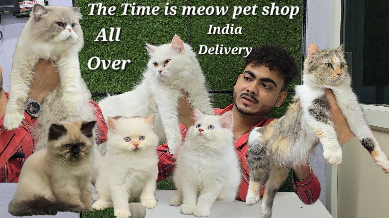 Time is meow pet shop dabeerpura | Racdoll cat in Hyderabad | blue eyes & cats kittens available 