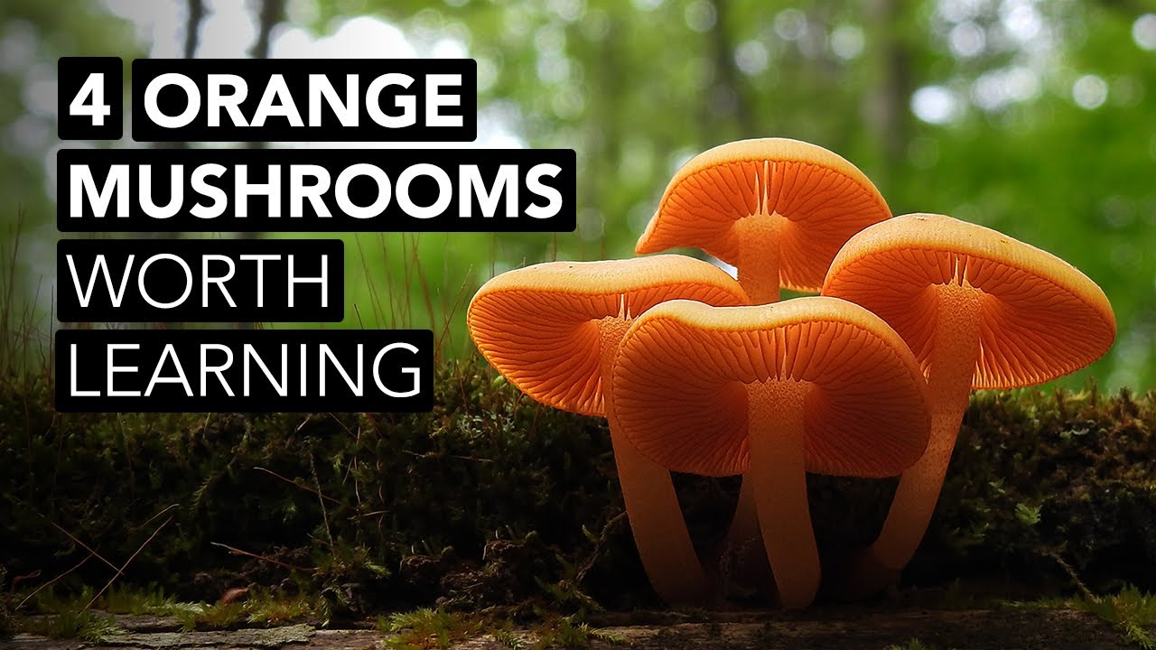 4 Orange Mushrooms Worth Learning