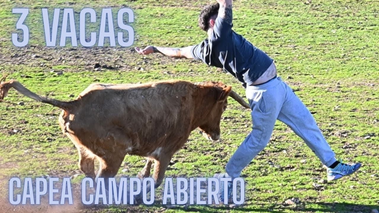 CAPEA CAMPO ABIERTO FINCA SAGRARIO MORENO CON 3 VACAS BRAVAS 