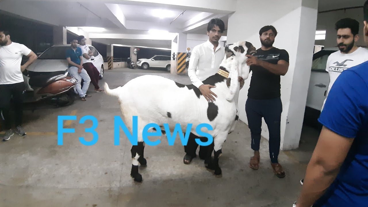 211 kg Goat for Eid-ul-Adha India Heavy Weight Goat 2019 | Bandra | Mumbai