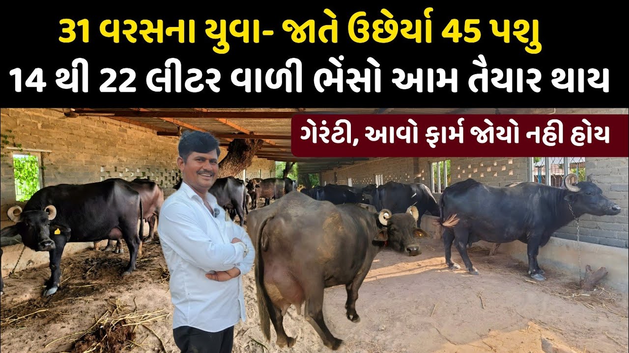ગામમાં રહીને કર્યું ₹26 laks નું Turnover | Desi buffalo Farming Model.
