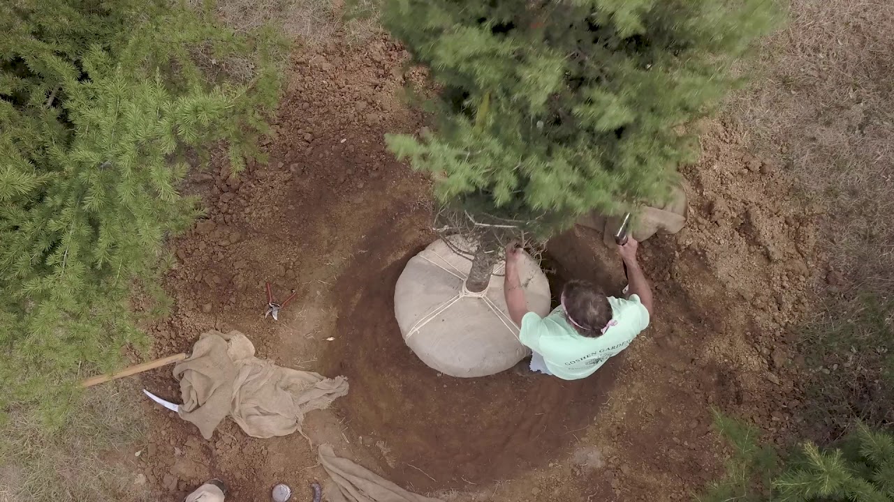 Art of Hand Digging Trees