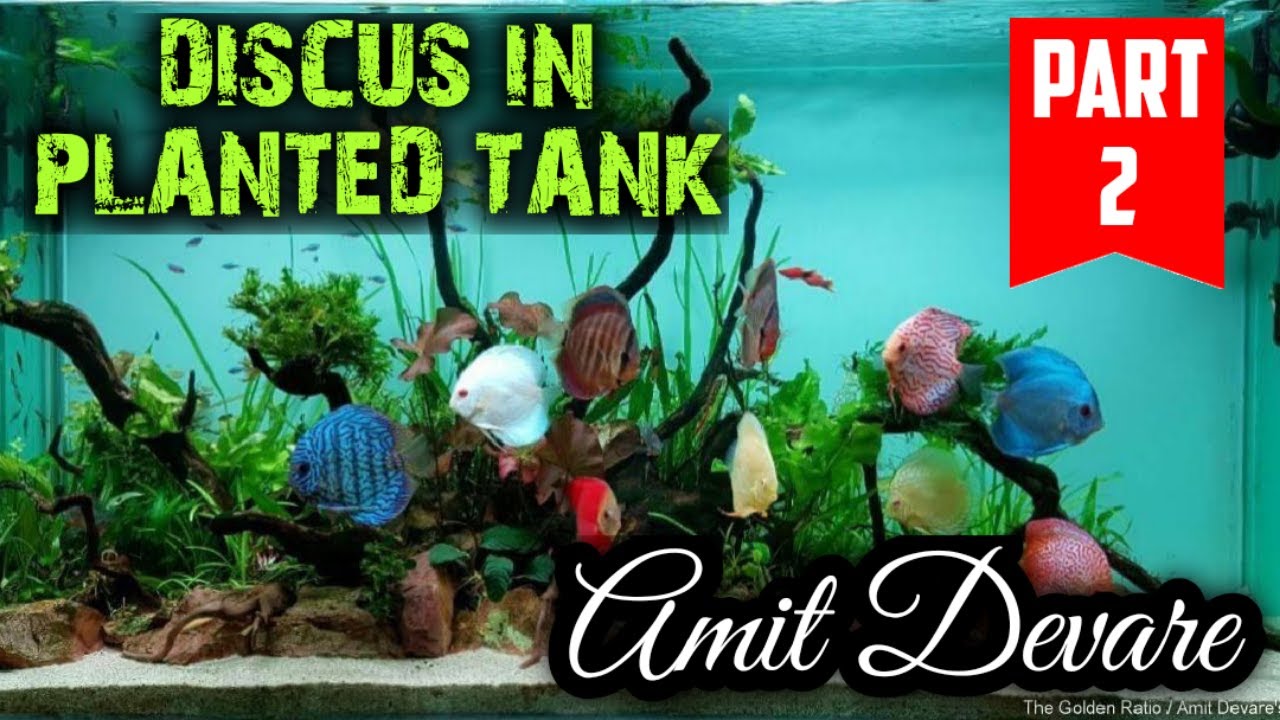 Discus in planted tank | Amit Devare | how to keep discus fish | discus | discus fish tank mates