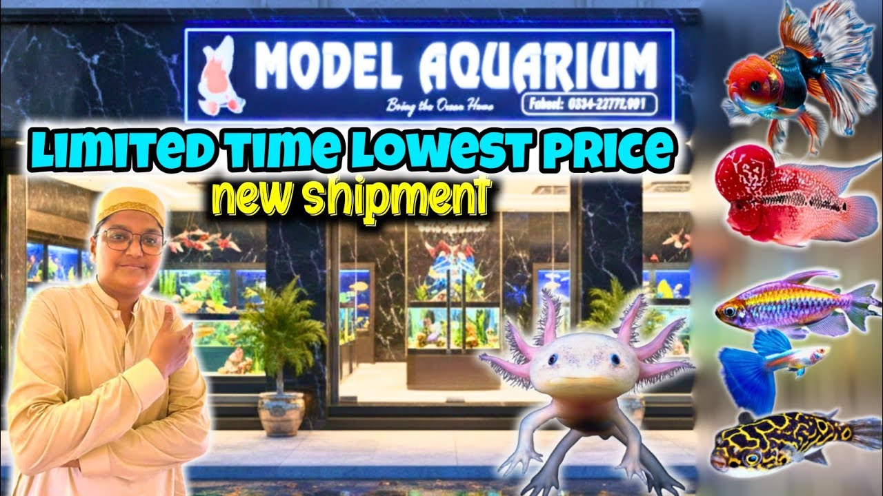 Model Aquarium Saddar Karachi New Shipment 🐠 Lowest Price Exotic Fish Market Update | Kami Razzaq