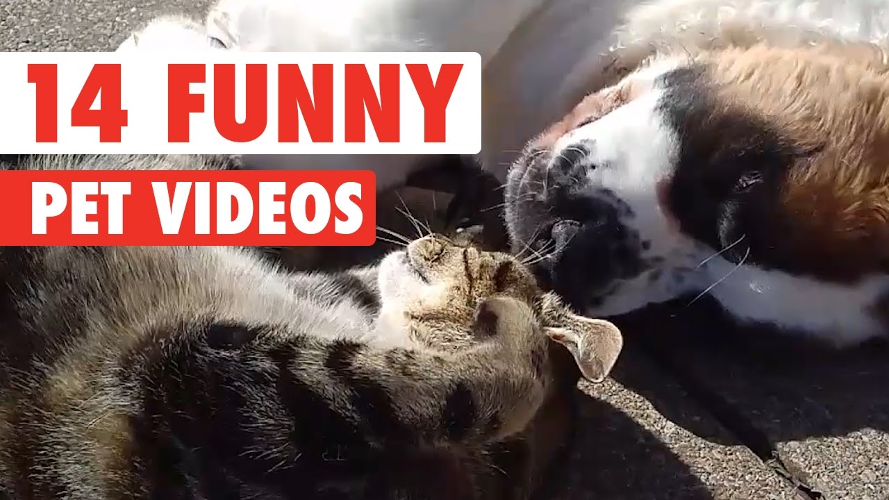 14 Funny Pet Videos Compilation 2016
